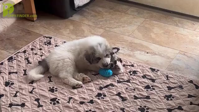 Video preview image #13 Great Pyrenees Puppy For Sale in MOUNT AIRY, NC, USA