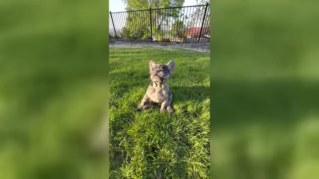 Video preview image #11 French Bulldog Puppy For Sale in SUNNYSIDE, WA, USA