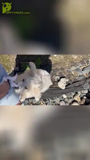 Video preview image #1 Lhasa Apso-Maltipoo Mix Puppy For Sale in HIGHLAND, CA, USA