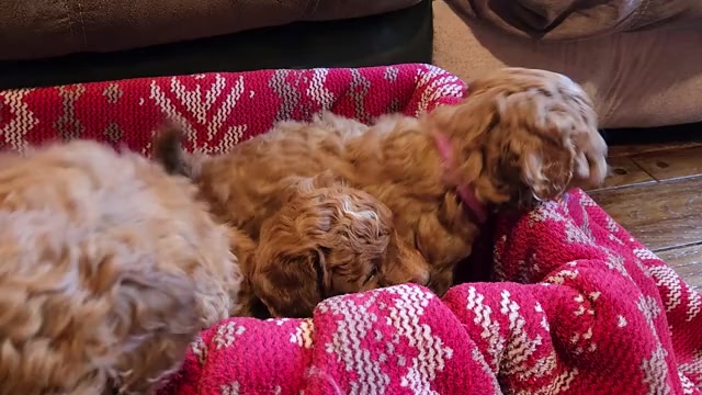 Video preview image #1 Goldendoodle mix (+ Poodle Miniature) Puppy For Sale in CARLISLE, PA, USA
