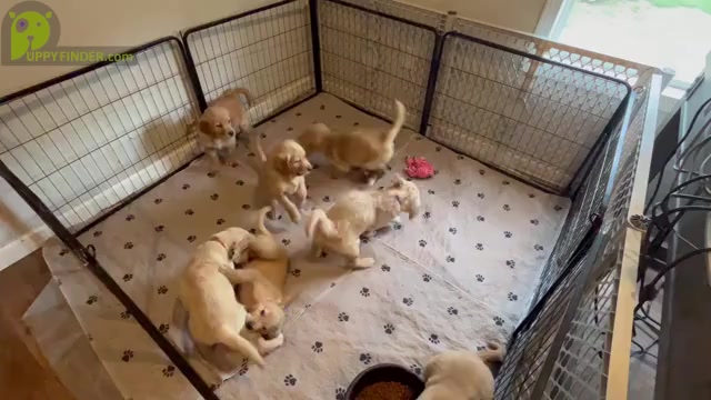 Video preview image #1  Breeder Profile in SWEETWATER, TN, USA