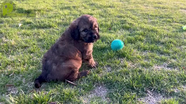 Video preview image #2 Goldendoodle Puppy For Sale in KNOB NOSTER, MO, USA