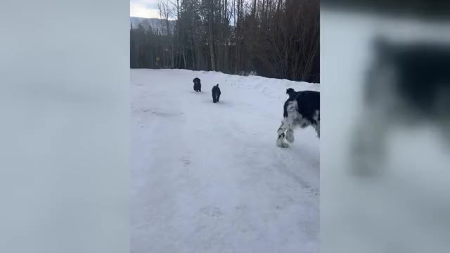 Video preview image #3 Cocker Spaniel Puppy For Sale in BRECKENRIDGE, CO, USA