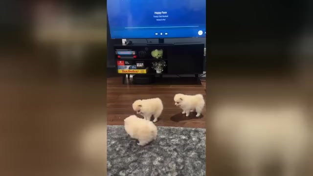 Video preview image #1 Pomeranian Puppy For Sale in CHICAGO, IL, USA