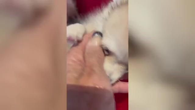 Video preview image #2 Pomsky Puppy For Sale in GOLDEN VALLEY, AZ, USA