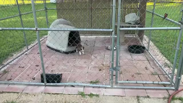 Video preview image #1 Boxer Puppy For Sale in VICTORIA, TX, USA