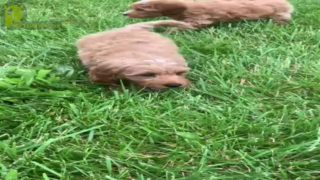 Video preview image #7 Goldendoodle (Miniature) Puppy For Sale in WARSAW, IN, USA