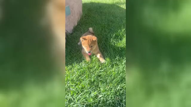 Video preview image #4 Shiba Inu Puppy For Sale in YUCCA VALLEY, CA, USA