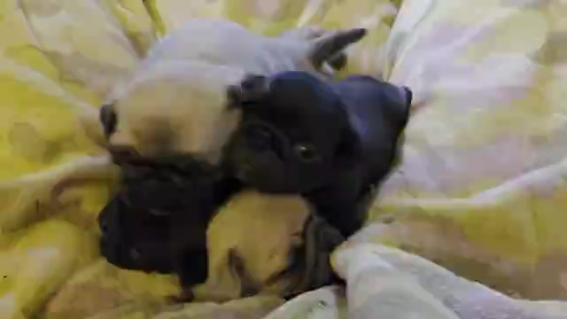 Video preview image #5 Pug Puppy For Sale in HILLSDALE, MI, USA