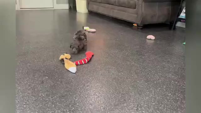 Video preview image #1 YorkiePoo Puppy For Sale in WARSAW, IN, USA