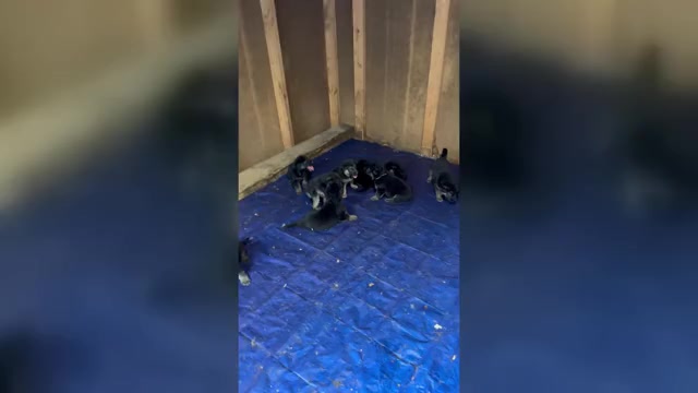 Video preview image #2 German Shepherd Dog Puppy For Sale in PLYMOUTH, IN, USA