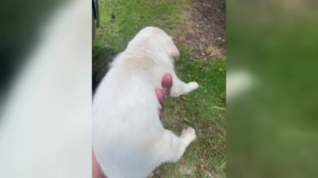 Video preview image #1 Labradoodle Puppy For Sale in GEORGETOWN, SC, USA