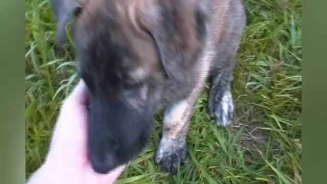 Video preview image #1 German Shepherd Dog Puppy For Sale in PIEDMONT, MO, USA