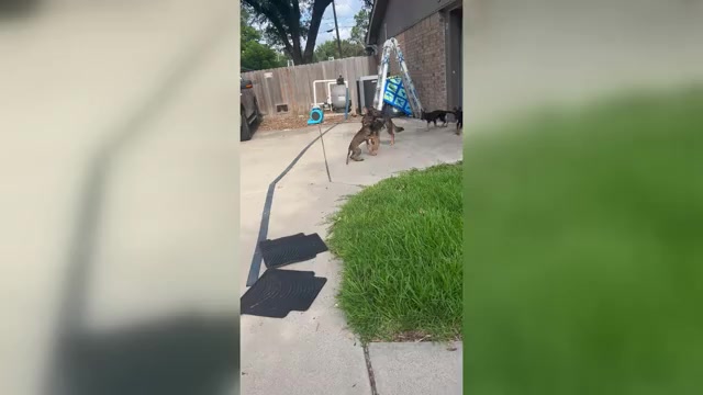 Video preview image #4 German Shepherd Dog Puppy For Sale in TEMPLE, TX, USA