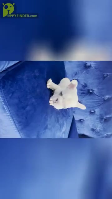 Video preview image #3 French Bulldog Puppy For Sale in ATLANTA, GA, USA