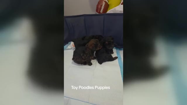 Video preview image #1 Poodle (Toy) Puppy For Sale in CORAL SPRINGS, FL, USA