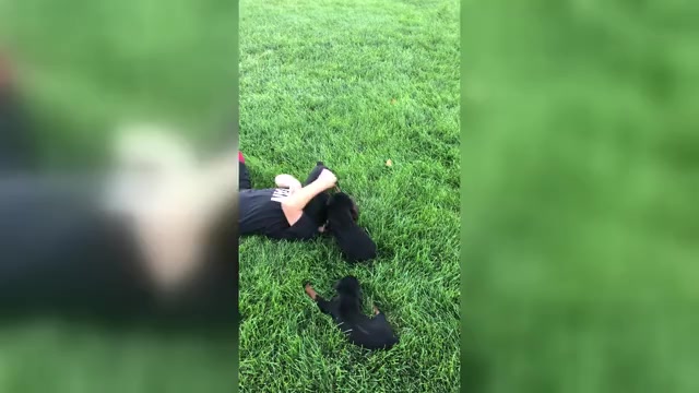 Video preview image #2 Rottweiler Puppy For Sale in BRIGHTON, CO, USA