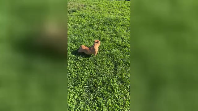 Video preview image #2 American Bully Puppy For Sale in PUYALLUP, WA, USA