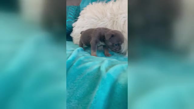Video preview image #2 English Bulldog Puppy For Sale in HOUSTON, TX, USA