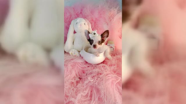 Video preview image #5 Chihuahua Puppy For Sale in DAVIE, FL, USA