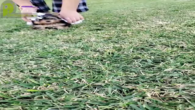Video preview image #7  Breeder Profile in HARKER HEIGHTS, TX, USA