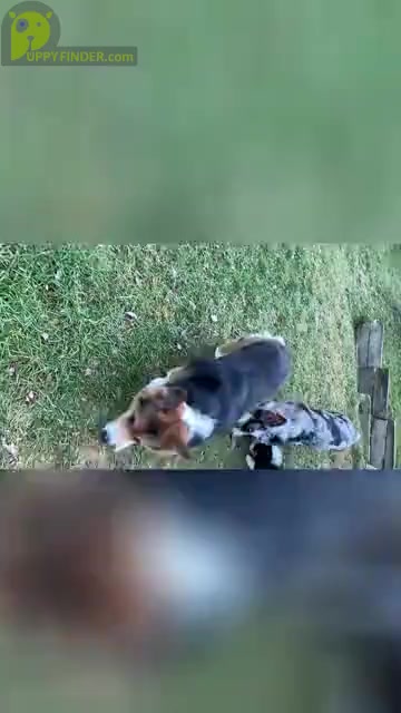 Video preview image #1 Augi Puppy For Sale in SEARS, MI, USA