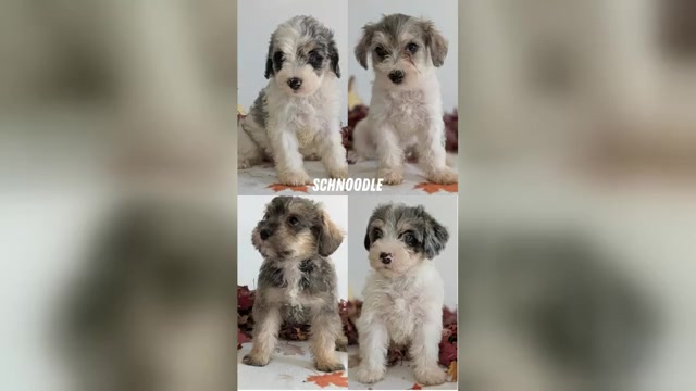 Video preview image #1 Schnoodle (Miniature) Puppy For Sale in GOSHEN, IN, USA