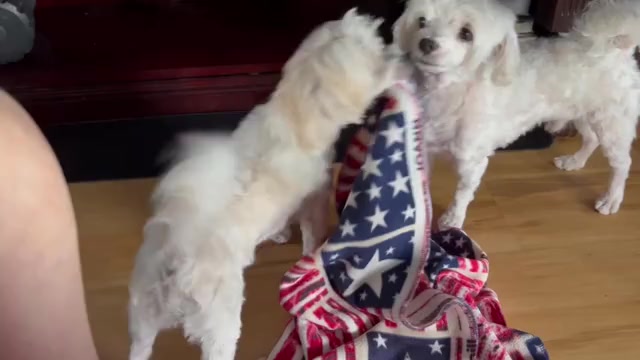 Video preview image #1 Maltese Puppy For Sale in HARVEST, AL, USA