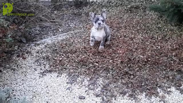Video preview image #3 French Bulldog Puppy For Sale in Kaposvar, Somogy, Hungary