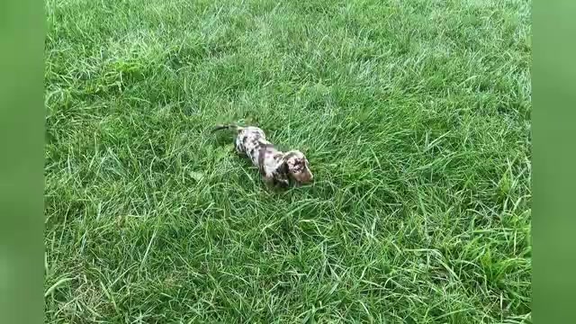 Video preview image #1 Dachshund Puppy For Sale in WARSAW, IN, USA