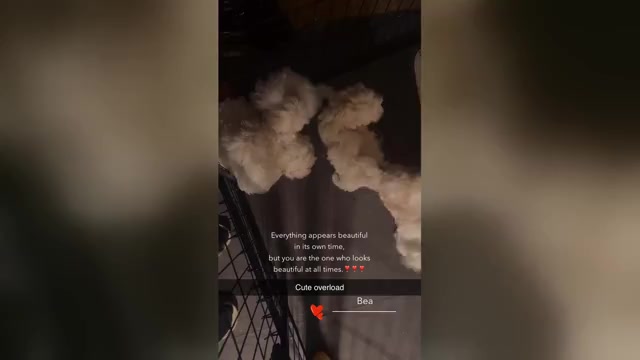 Video preview image #9 Maltipoo (Miniature) Puppy For Sale in HIGH POINT, NC, USA