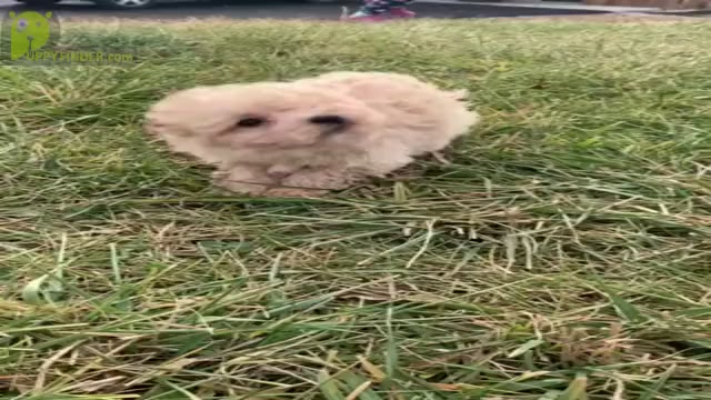 Video preview image #3 Bichpoo Puppy For Sale in WARSAW, IN, USA