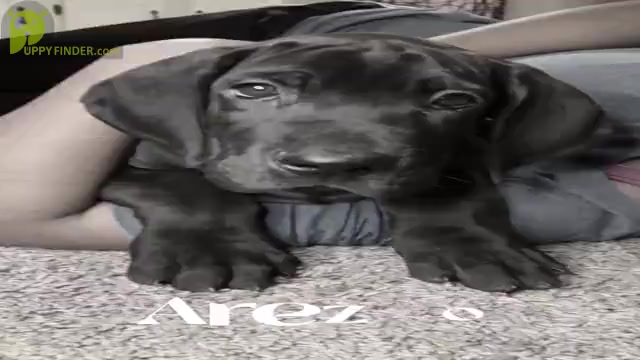 Video preview image #3 Great Dane Puppy For Sale in COLUMBUS, OH, USA