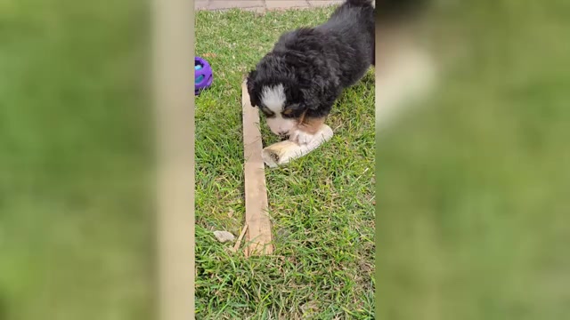 Video preview image #1 Bernese Mountain Dog Puppy For Sale in SALMON, ID, USA