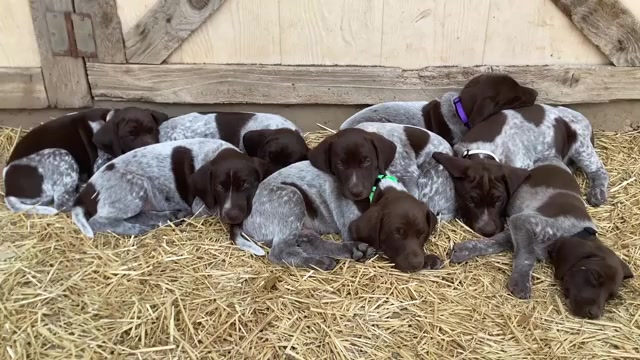 Video preview image #2 German Shorthaired Pointer Puppy For Sale in DRIPPING SPRINGS, TX, USA