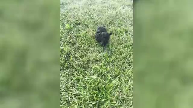 Video preview image #1 Poodle (Toy) Puppy For Sale in WARSAW, IN, USA