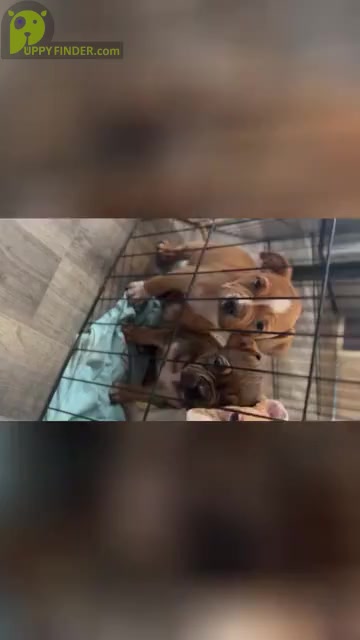 Video preview image #2 American Bully Puppy For Sale in ROCKFORD, IL, USA
