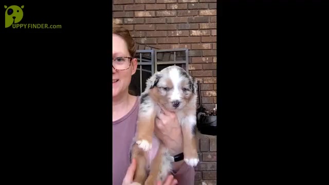 Video preview image #2 Australian Shepherd Puppy For Sale in MARYVILLE, TN, USA
