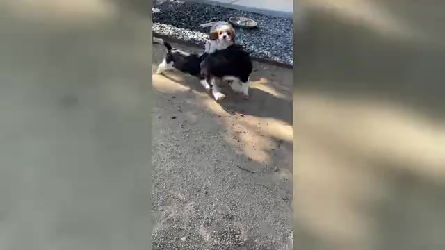 Video preview image #9 Cavalier King Charles Spaniel Puppy For Sale in SANTA ROSA, CA, USA