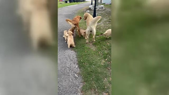Video preview image #1 Golden Retriever Puppy For Sale in ORLANDO, FL, USA