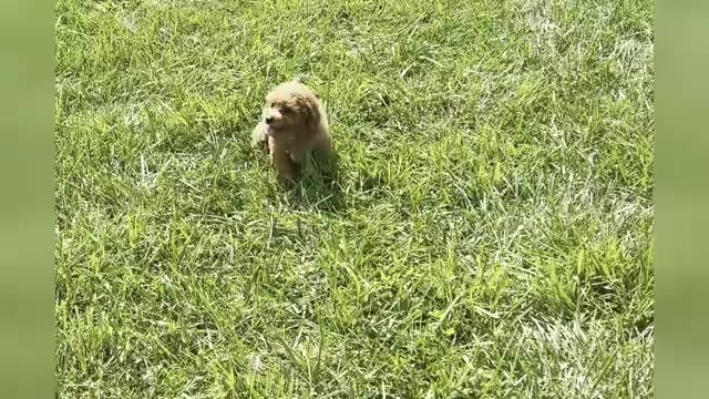 Video preview image #1 Poodle (Toy) Puppy For Sale in WARSAW, IN, USA