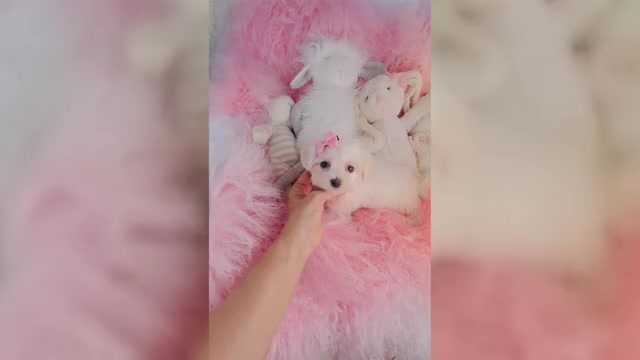 Video preview image #1 Maltese Puppy For Sale in FORT LAUDERDALE, FL, USA