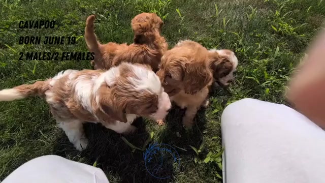 Video preview image #3 Cavapoo Puppy For Sale in GOSHEN, IN, USA