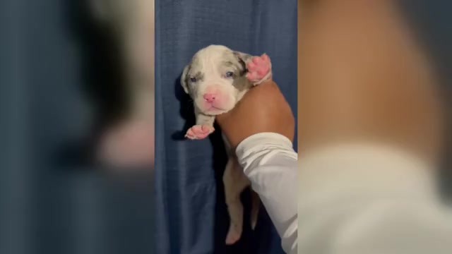 Video preview image #3 American Bully Puppy For Sale in FORT LAUDERDALE, FL, USA
