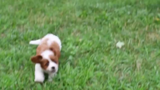 Video preview image #1 Cavapoo Puppy For Sale in MIDDLEBURY, IN, USA