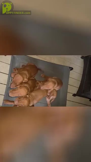 Video preview image #1 Vizsla Puppy For Sale in RALEIGH, NC, USA