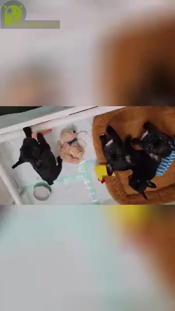 Video preview image #4 French Bulldog Puppy For Sale in MCDONOUGH, GA, USA