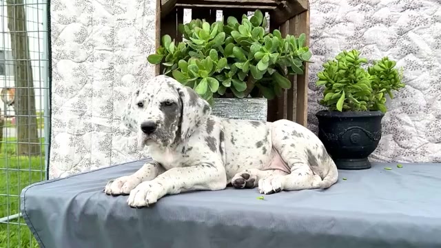 Video preview image #6 Great Dane Puppy For Sale in WAKARUSA, IN, USA