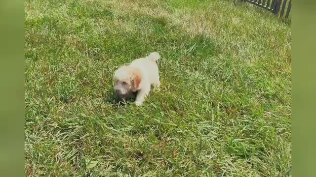 Video preview image #1 YorkiePoo Puppy For Sale in WARSAW, IN, USA