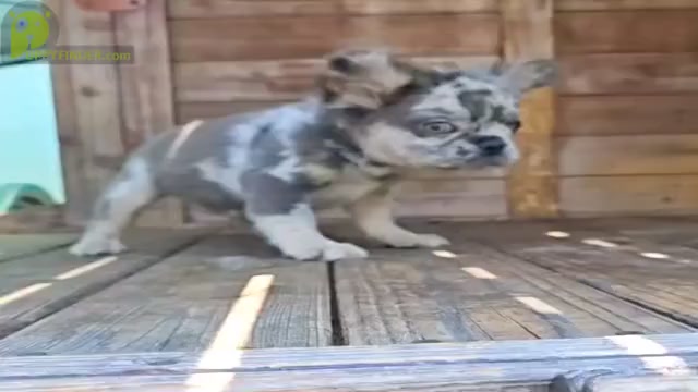 Video preview image #3 French Bulldog Puppy For Sale in ATHERTON, CA, USA